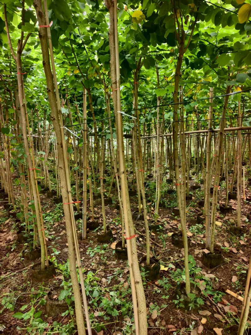 宫粉紫荆绿化苗木宫粉紫荆基地直供量大价格优惠