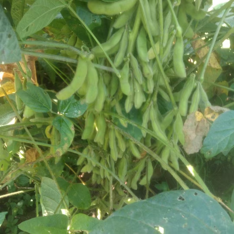 云南精品毛豆产地供应量大从优欢迎咨询