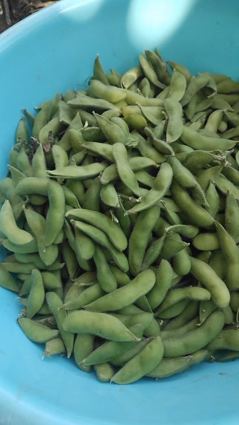 云南精品毛豆产地供应量大从优欢迎咨询