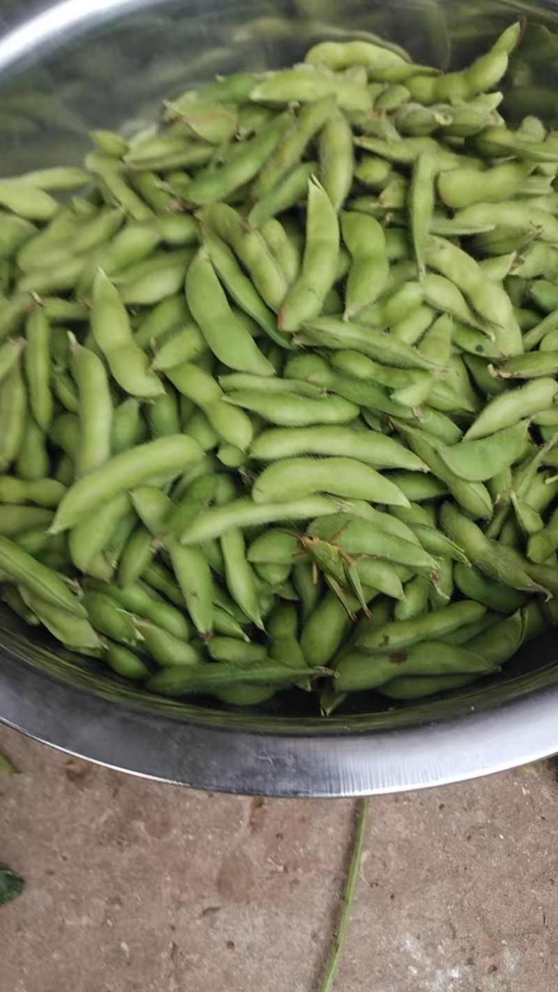 云南精品毛豆产地供应量大从优欢迎咨询