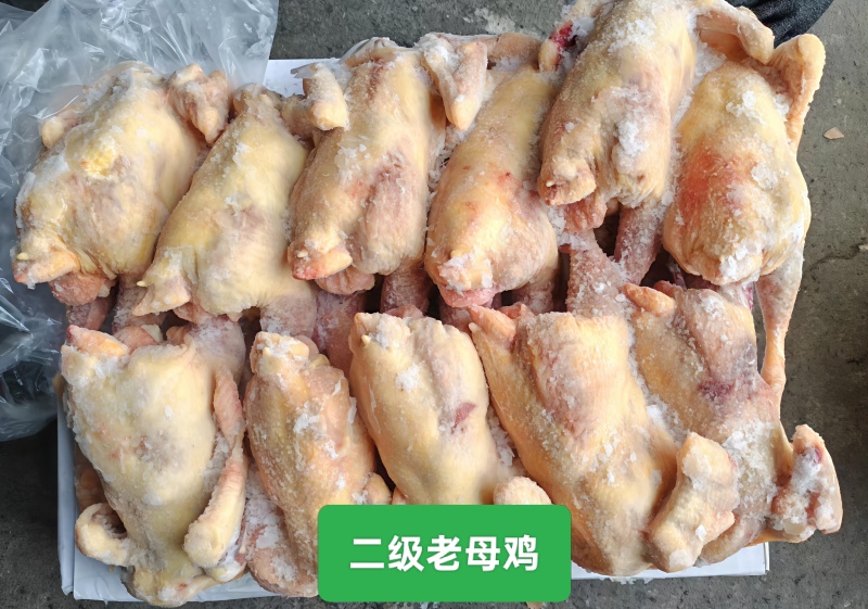 纯干老母鸡一级二级6-9只质量保证