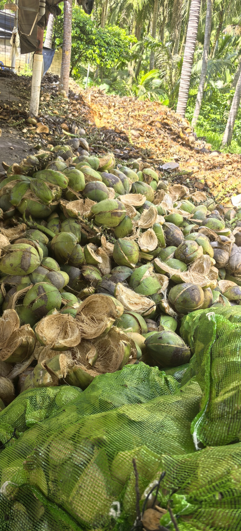 椰壳，椰壳片