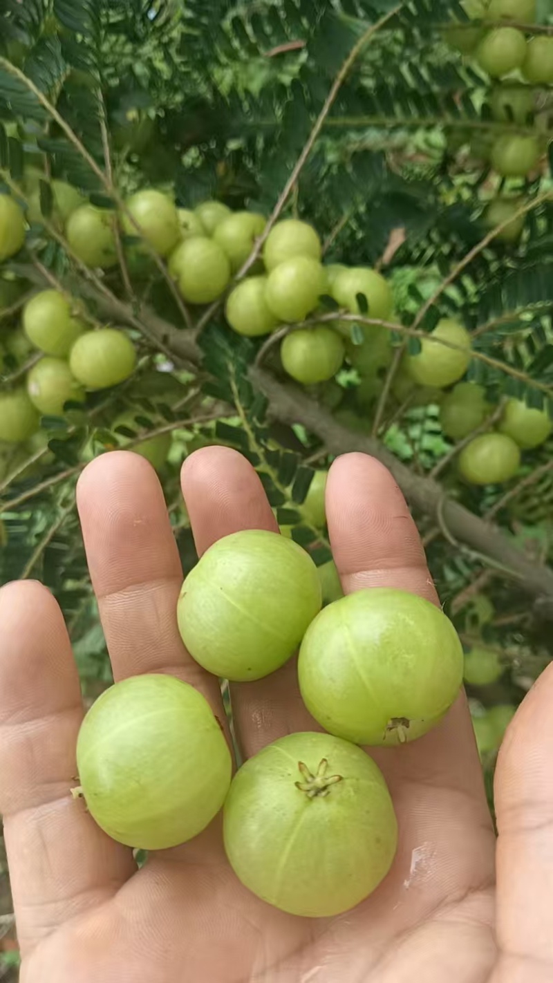 橄榄云南橄榄电商社区团购市场傣味批发大量供应