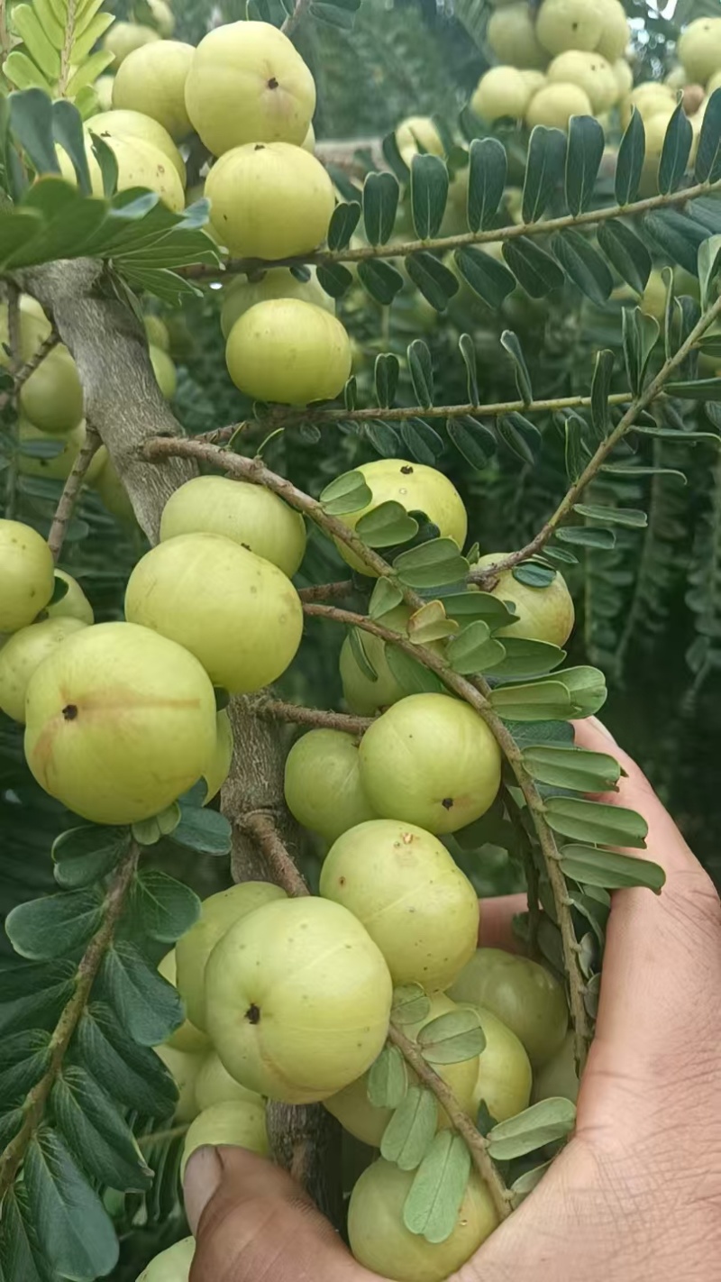 橄榄云南橄榄电商社区团购市场傣味批发大量供应