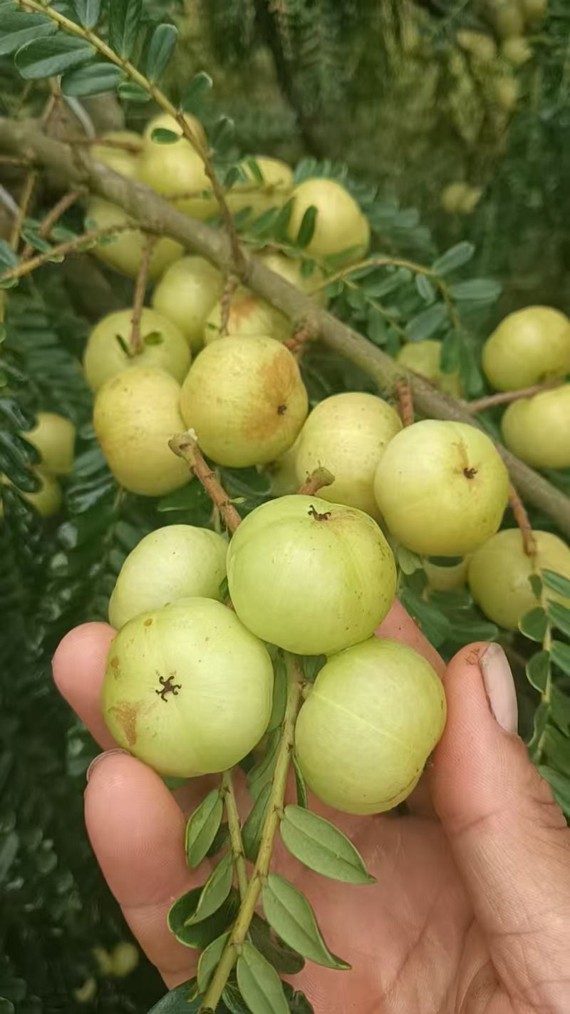 橄榄云南橄榄电商社区团购市场傣味批发大量供应