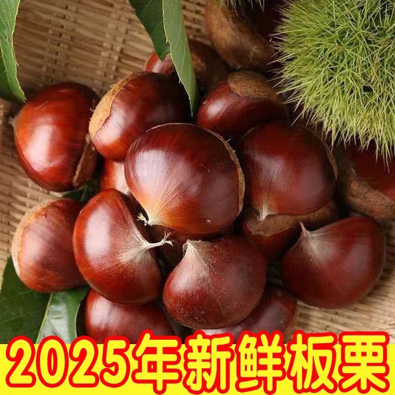 正宗新鲜生板栗栗子野生农家当季毛栗子