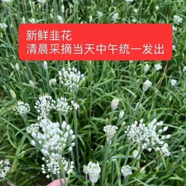 大量韭菜花，需要的老板联系价低便宜！