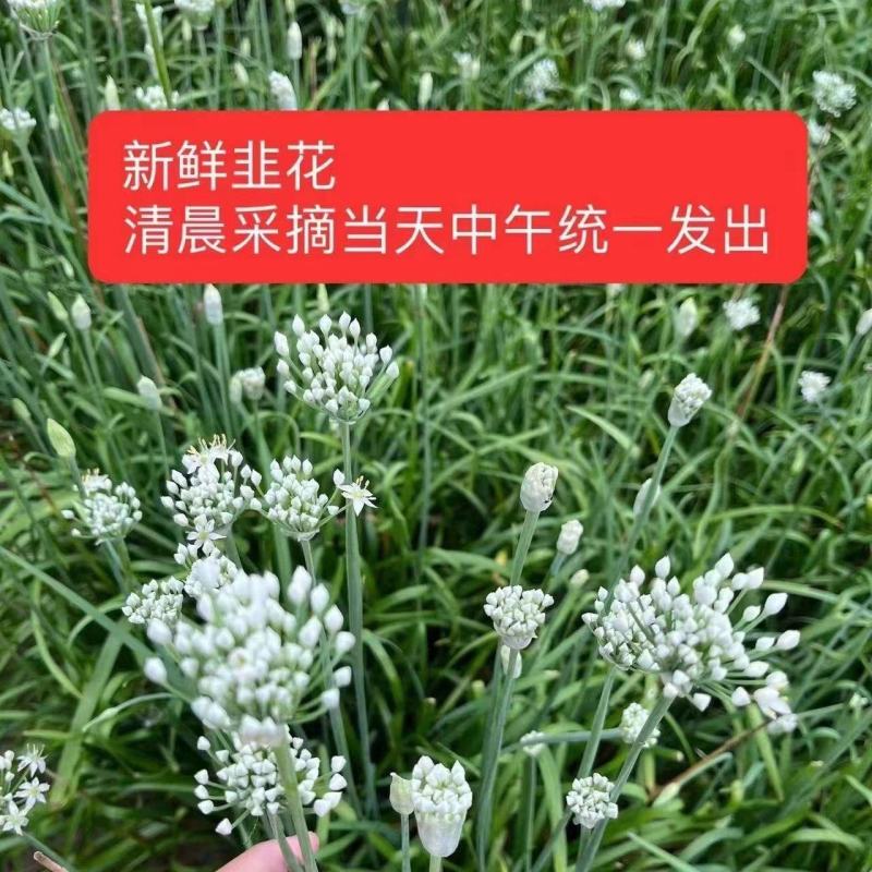 大量韭菜花，需要的老板联系价低便宜！