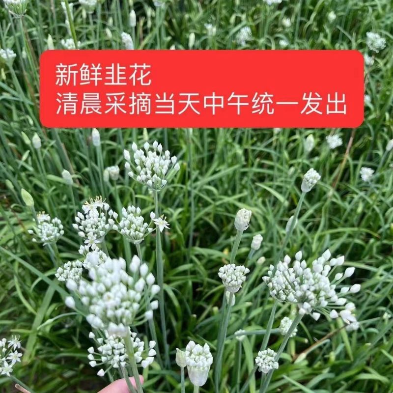 大量韭菜花，需要的老板联系价低便宜！