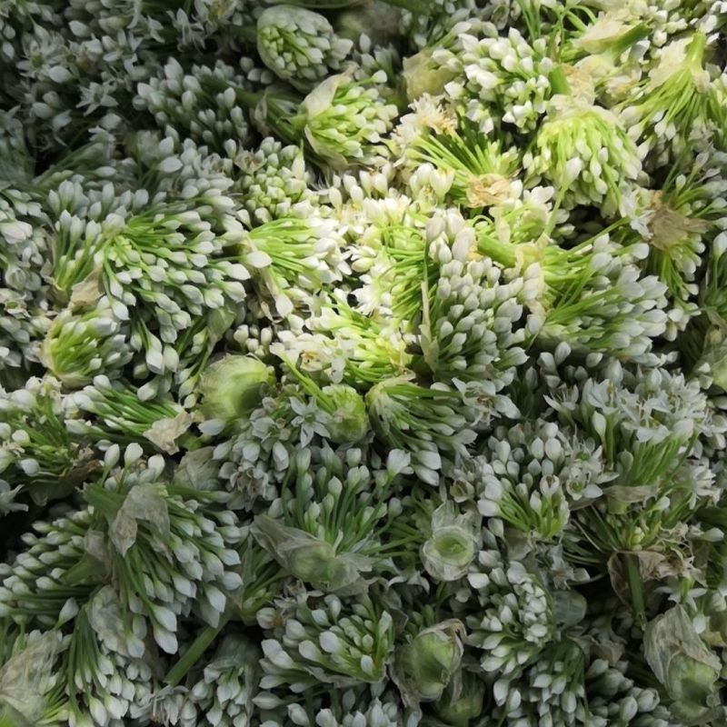 大量韭菜花，需要的老板联系价低便宜！