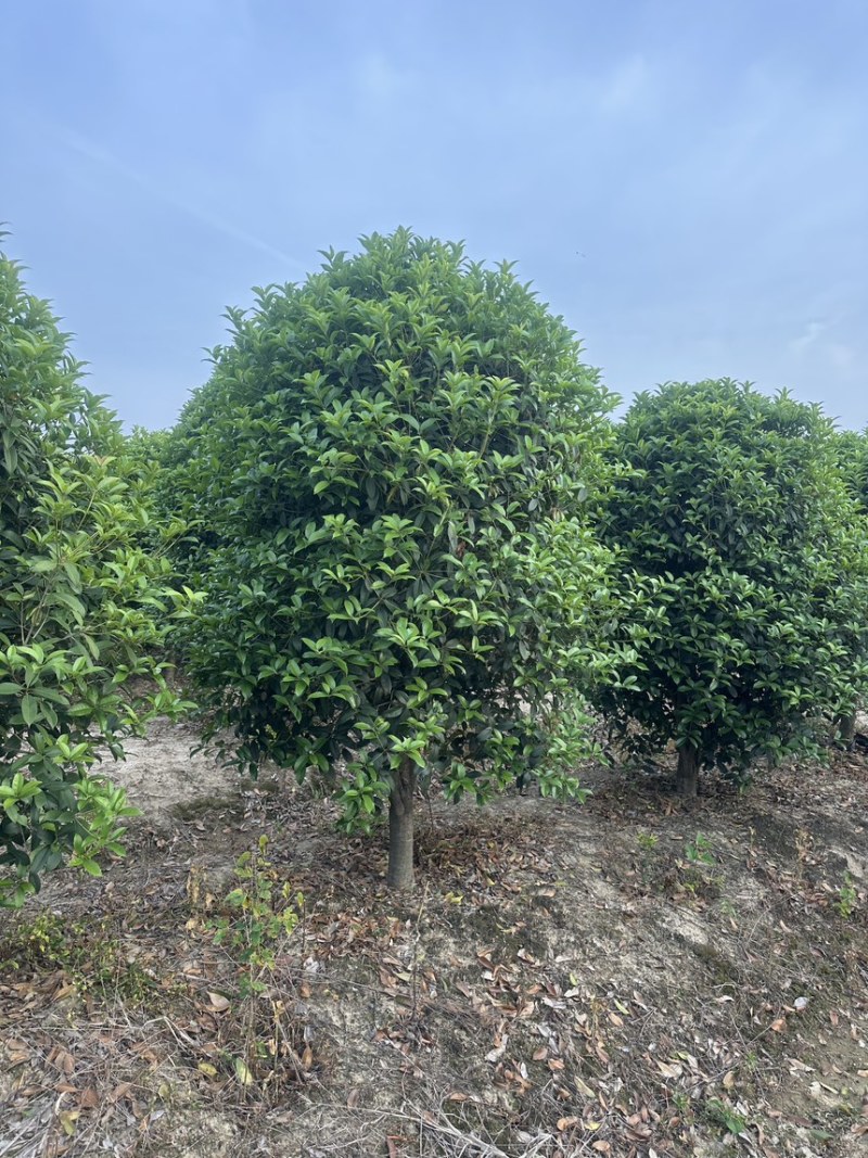 桂花树