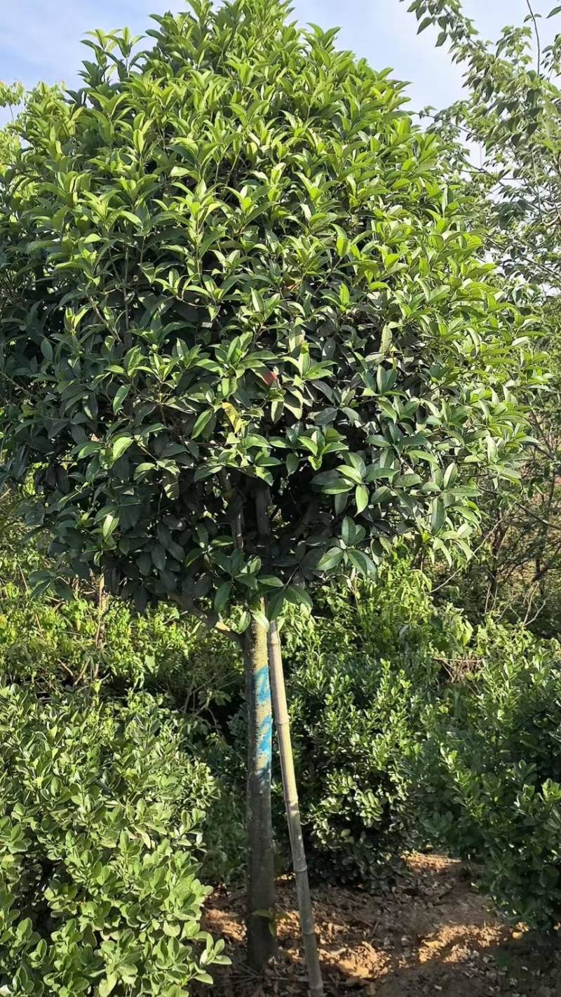 桂花树
