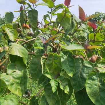 树番茄商品果