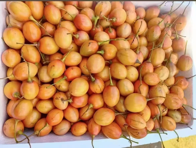 树番茄商品果