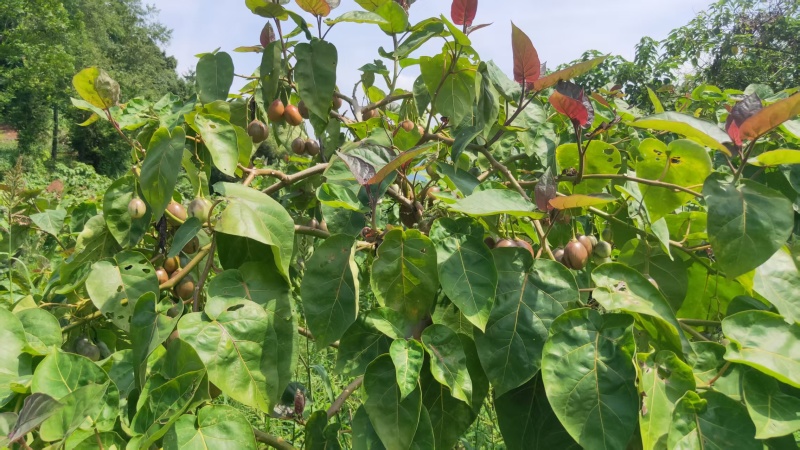 树番茄商品果
