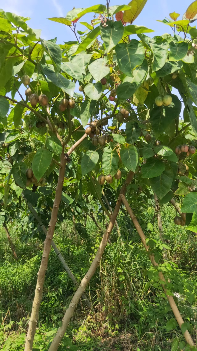 树番茄商品果