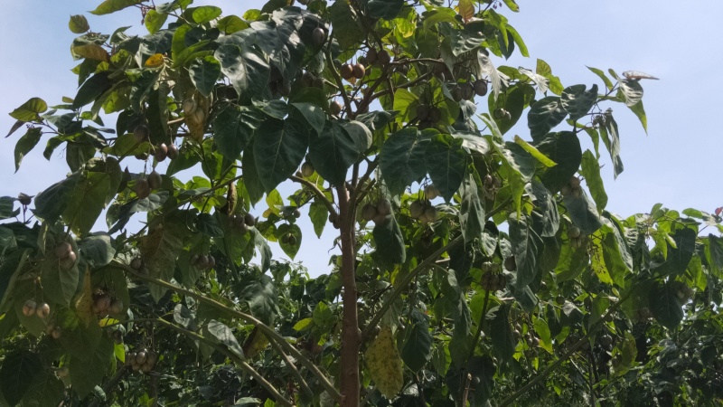 树番茄商品果