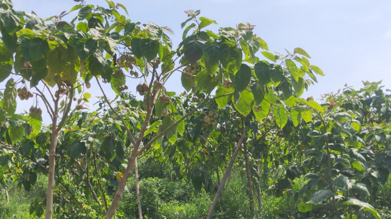 树番茄商品果