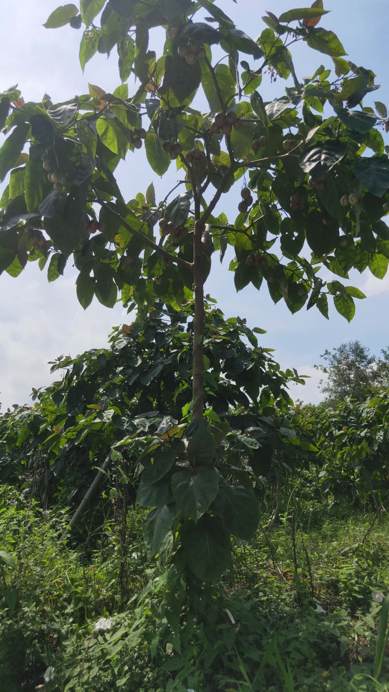 树番茄商品果
