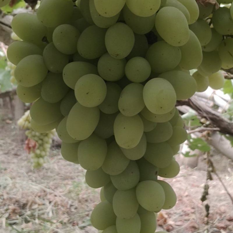 木纳格葡萄