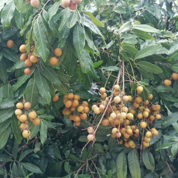 万州区本地桂圆