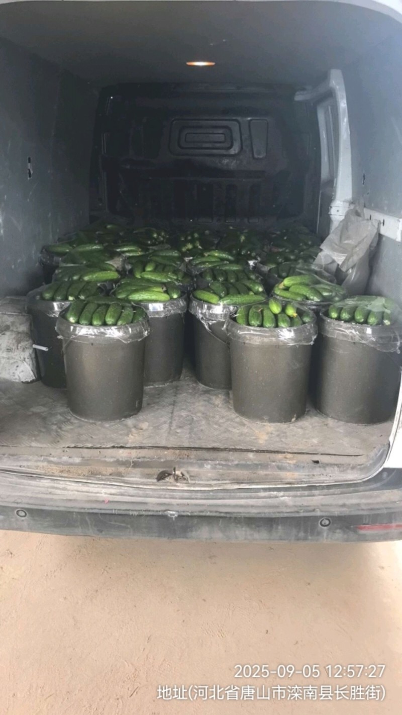 自产大刺旱黄瓜