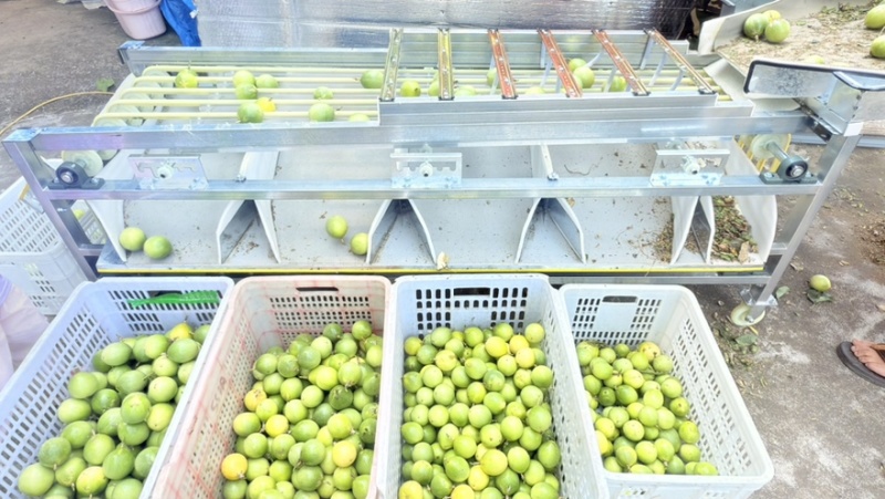 钦蜜9号黄金百香果，广东本地货源，百香果，蓝莓种植基地.