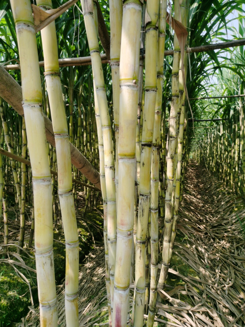 【黄皮甘蔗】广东黄金水果甘蔗基地直供货源充足质量保证