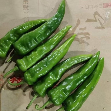 辣妹子大量有货