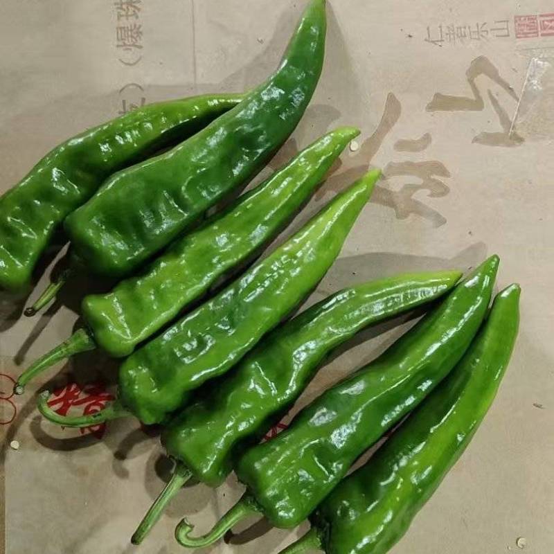 辣妹子大量有货