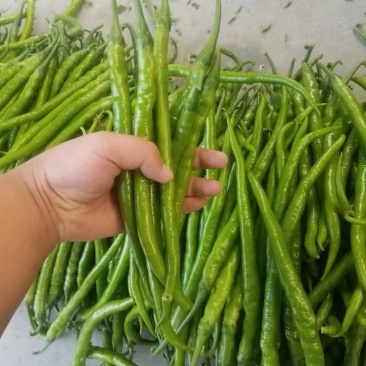 黄线大量有货