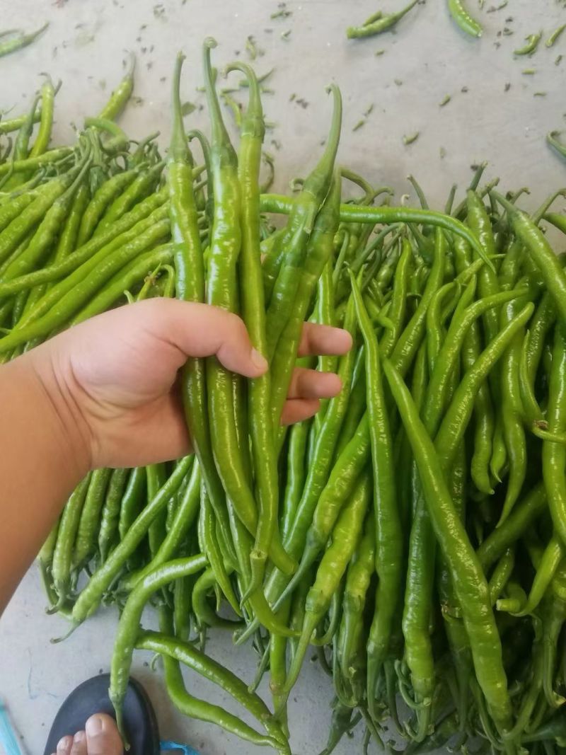 黄线大量有货