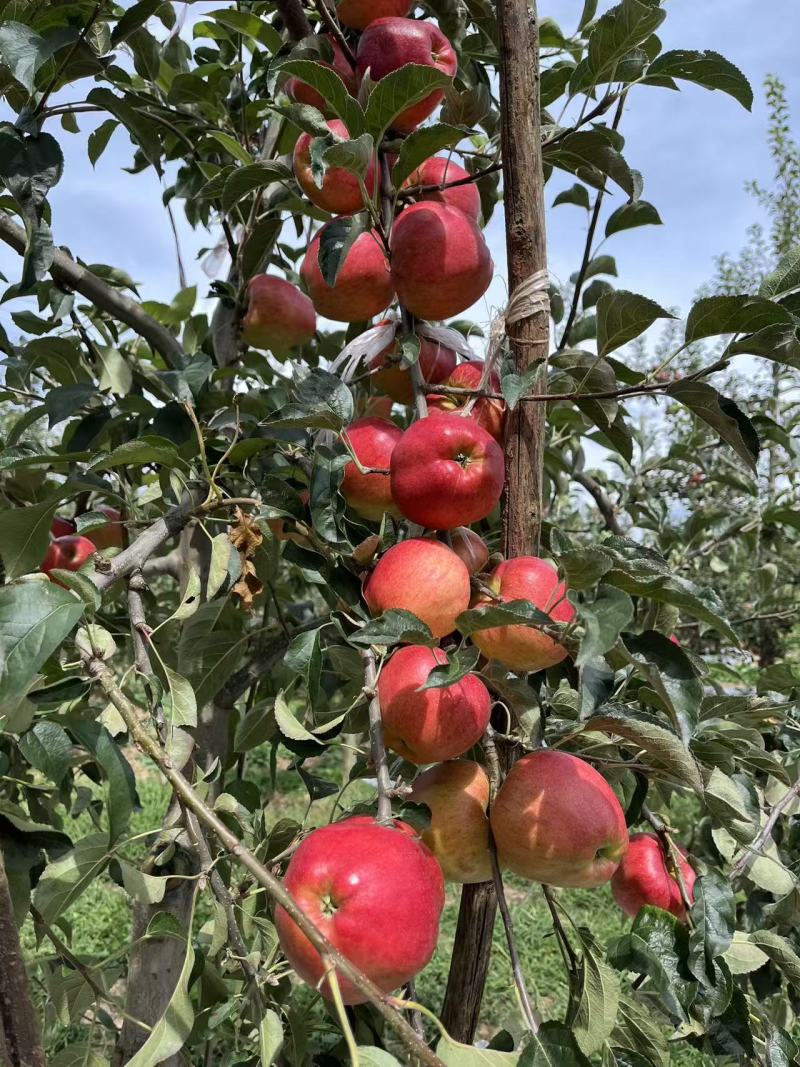 云南昭通红露苹果