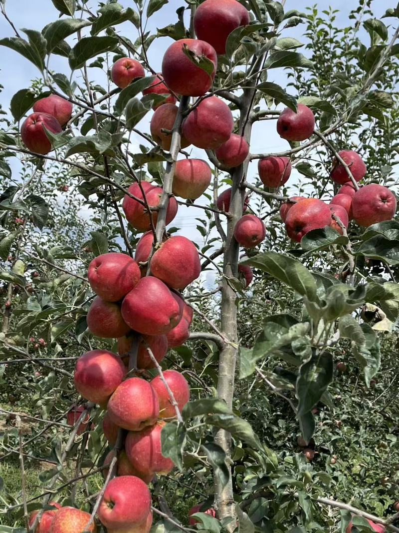云南昭通红露苹果