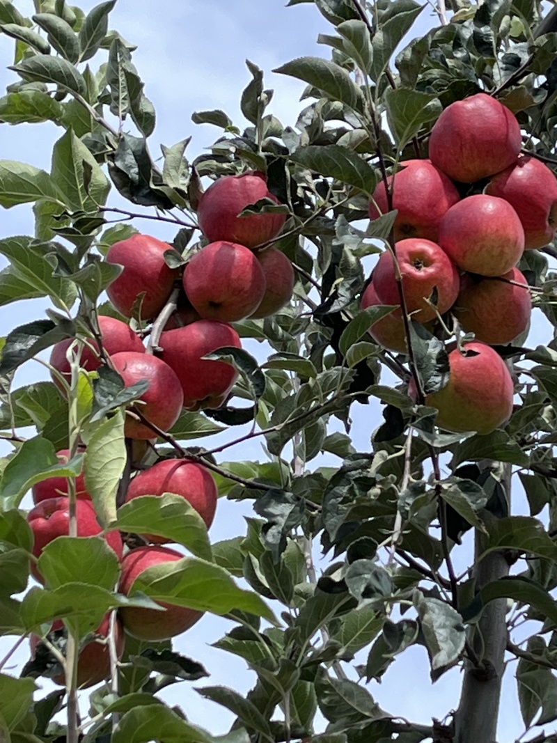云南昭通红露苹果