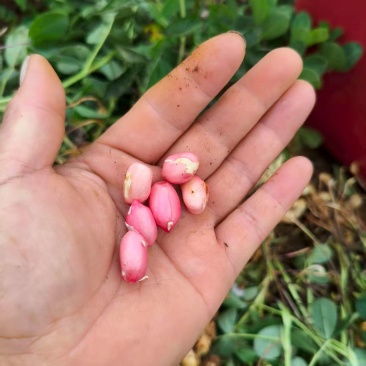 贵州兴义红花生