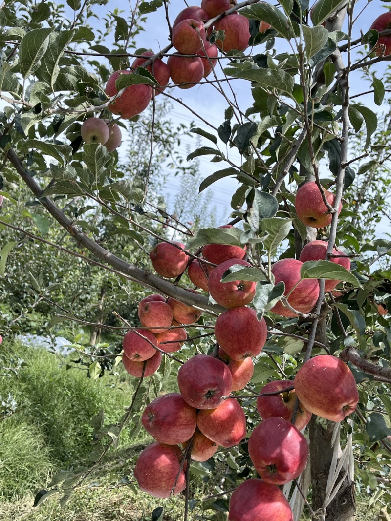 云南昭通红露苹果