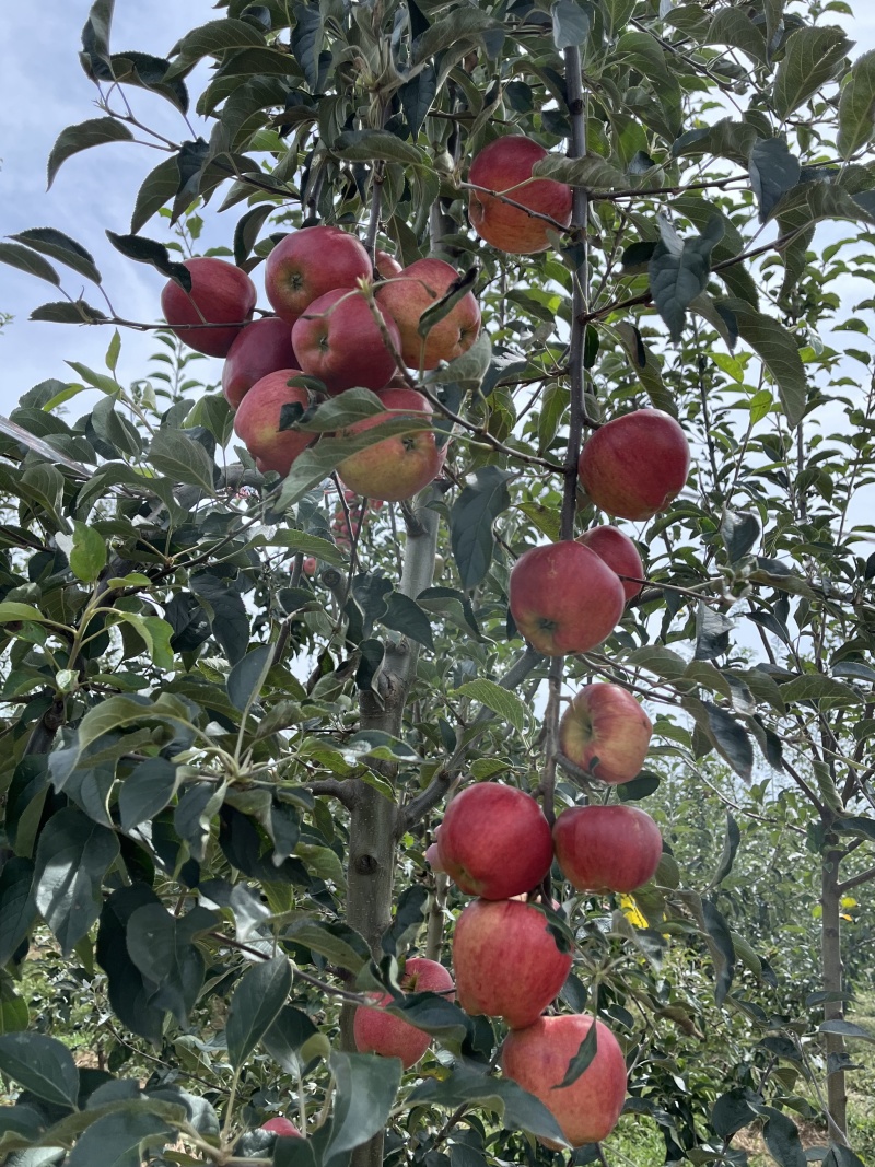 云南昭通红露苹果