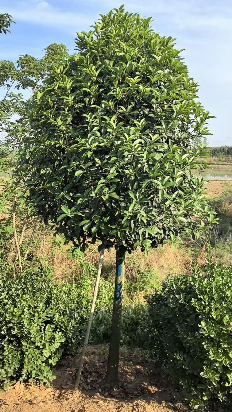 桂花