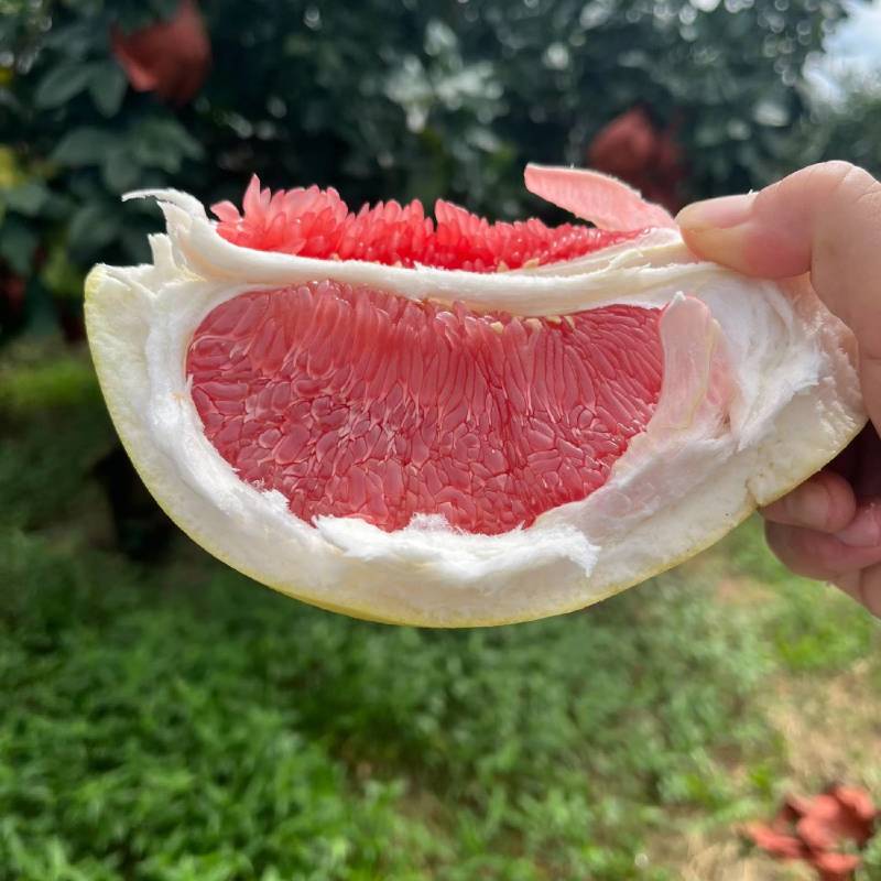 高品质红柚