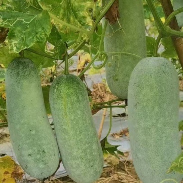 白皮节瓜