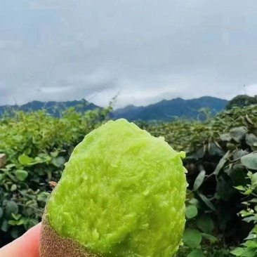 绿心徐香猕猴桃