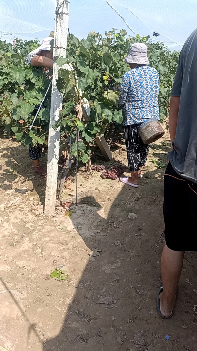 因葡萄价格低，葡萄树免费送，需要的联系！不种了…大量有