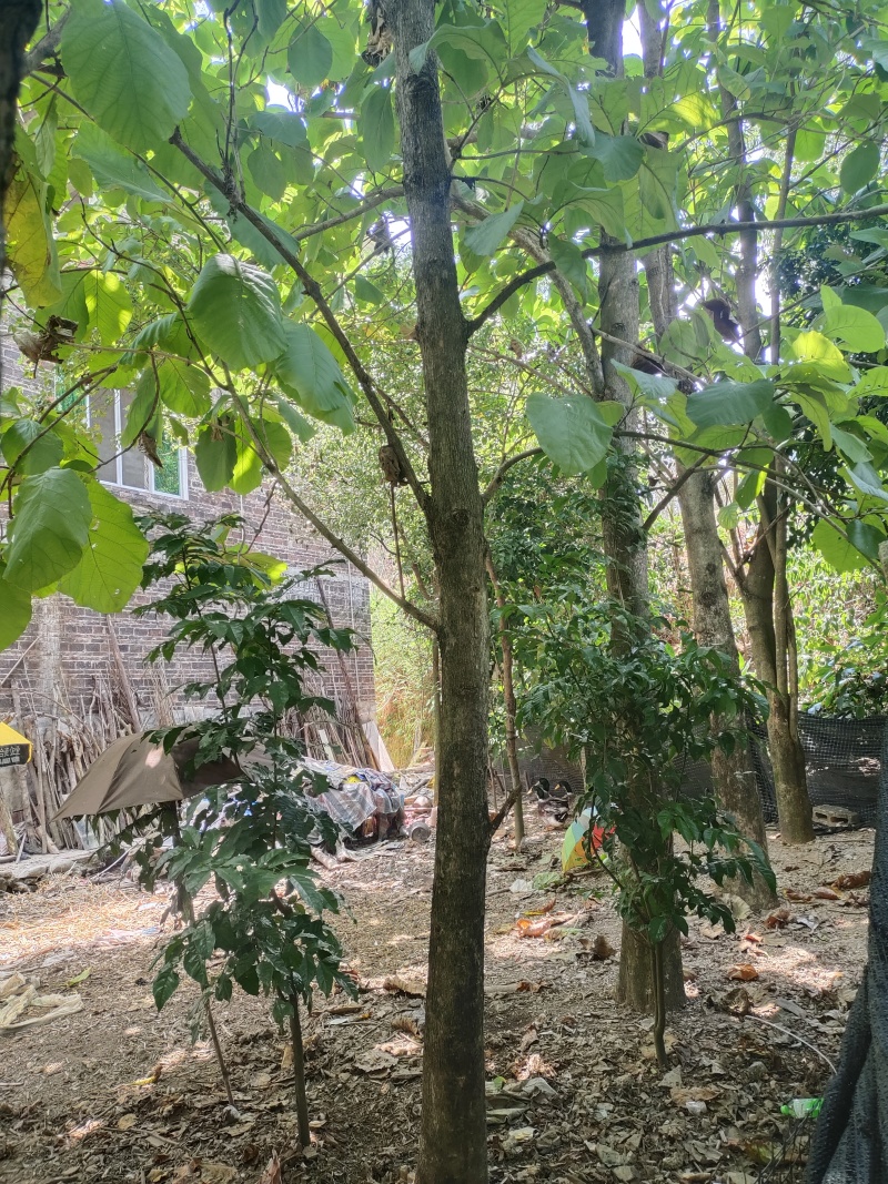 柚木23公分