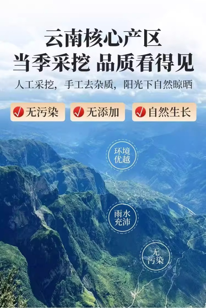 黄龙根金龙根雪灵茶黄龙草金龙石斛参龙须雪山黄龙茶批发代发