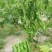 🔥【实力推荐】河南夏邑301辣椒/商超**