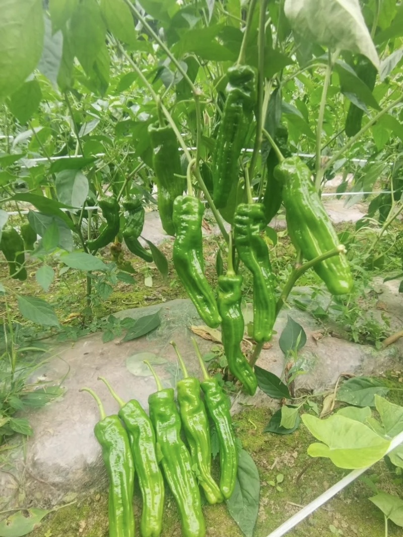 🔥【实力推荐】河南夏邑301辣椒/商超**