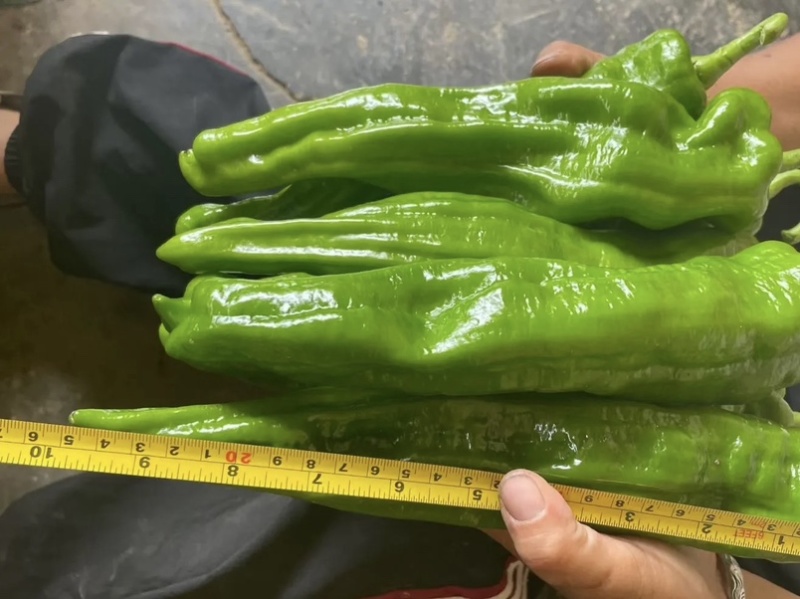 🔥【实力推荐】河南夏邑301辣椒/商超**