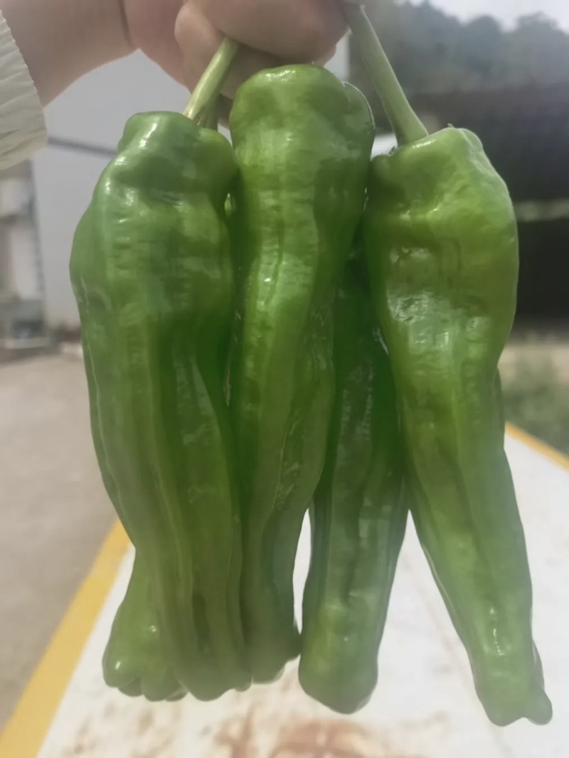 🔥【实力推荐】河南夏邑301辣椒/商超**