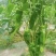 🔥【实力推荐】河南夏邑301辣椒/商超**